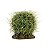 ENFEITE DE RESINA SOMA PLANTA CACTUS 106 - Imagem 1