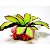 PLANTA MIX SOMA PAISAGEM 31 - Imagem 1
