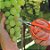 Tesoura Frutas Poda Raleio Jardinagem Tramontina Aço Inox - Imagem 3