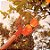 Colhedor Apanhador Pegador Grande Frutas S/ Cabo Tramontina - Imagem 4