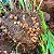 Cúrcuma Pura de Origem em Pó 100g - Fazenda Soul Leve - Imagem 10