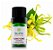 OE YLANG YLANG COMPLETO 5ML (TERRA FLOR) - Imagem 1