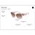 Óculos de Sol Armani Exchange 4125SU 833911 Rosa Feminino - Imagem 5