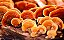 Reishi Vermelho Cogumelo - Imagem 4