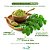 KIT 3 POTES DE MORINGA - Imagem 4