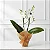 Mini Orquídea Embalada - Imagem 1