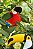 Arara - Sua Costura - Coleção Fauna - Montessori - DIY - Imagem 7