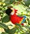 Arara - Sua Costura - Coleção Fauna - Montessori - DIY - Imagem 8