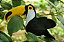 Tucano - Sua Costura - Coleção Fauna - Montessori - DIY - Imagem 4