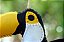 Tucano - Sua Costura - Coleção Fauna - Montessori - DIY - Imagem 7