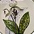 Peça feita à mão por Paula Rizzo - Orquídea Clássica - Imagem 3