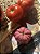 Kit Vela Tomate - Imagem 4