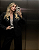 Blazer Ale- bege - Imagem 5