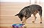 Tabuleiro Interativo Nina Ottosson Dog Twister - Imagem 5