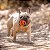 Chuckit! Air Fetch Ball Medium - Imagem 1