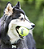 Kong Squeakair Tennis Ball G - Com 2 Unidades - Imagem 2