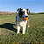 Kong Bunji High-Viz Assorted - Bola Brilha no Escuro - Imagem 5