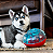 Dispenser Kong Rewards Shell - Imagem 4