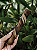 Natuka Buba - Couro de Búfalo 1un - Imagem 1