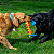 Cabo de Guerra Kong Rope Rally Stick - M - Imagem 3