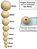 Miçanga Conta de Madeira 8/14/18mm Kit 10500pçs Artesanato - Imagem 2