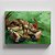 Quadro Canvas A Crab on its Back - Imagem 1