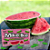MINT IQ Icy Citrus 40g - Canada - Imagem 4