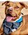 Bandana Pet Dupla Face Preto e Azul - Imagem 1