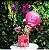 Cesta Orquídea com Balão - Imagem 1