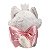 Pelúcia Disney Marie Aristogatas Bigfeet 45 Cm-fundivirta-se - Imagem 4