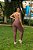 MC44003 - Animal Print Onça Ouro - Macacão Poliamida Brocado Levanta BumBum - Imagem 6