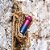 Garrafa Térmica Arell Wild Violet Para Academia Cross 650ml - Imagem 8