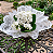 Mini Calandiva - Imagem 4