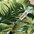 Capa para Almofada Floral Verde Profitel Decor - Imagem 4