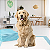 Tapete Higiênico Para Cães Pet Training Pads 90x60cm 60 Unds - Imagem 2