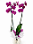 Phalaenopsis 2 Hastes - Imagem 2
