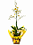 Orquídea Chuva de Ouro - Imagem 2