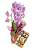 Phalaenopsis Com Chocolate - Imagem 1