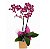 Orquídea Encantada - Imagem 1