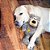 Kong Wild Knots Bear - Imagem 2