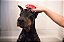 Kong ZoomGroom Boysemberry - Imagem 6