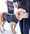 Pet Calm - Colete que acalma - Imagem 2