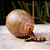 Play Bow - Imagem 2