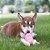 Kong Classic Puppy - Imagem 6