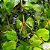 Pulseira de Onix (cascalho) - Imagem 3