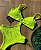 Body Mykonos Renda Amarelo Neon Handmade Collection - Imagem 1