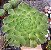 A. TABULIFORME POTE 9 - Imagem 1