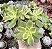 AEONIUM KIWI  POTE 9 - Imagem 1