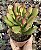 C. OVATA HOBBIT POTE 9 - Imagem 1