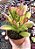 C. OVATA HOBBIT POTE 9 - Imagem 1